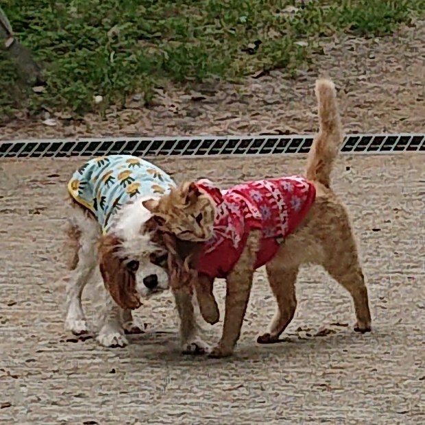久々に ニャン五郎~_e0145441_22234602.jpg