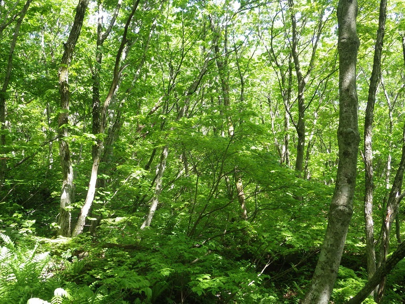 e0164643_21484964.jpg