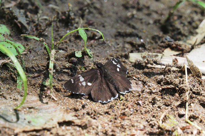 翅が変異したダイミョウセセリ_d0149245_10425729.jpg