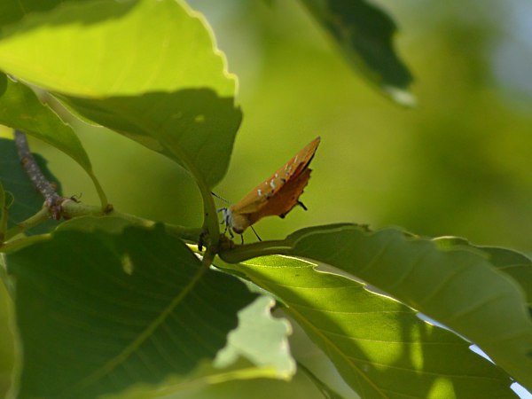 c0045352_15063447.jpg