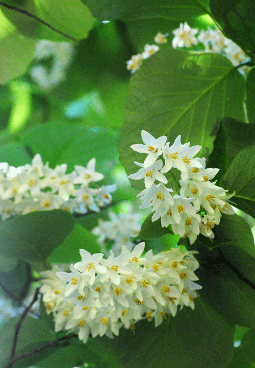 a0001354_00004432.gif