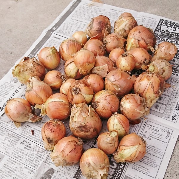 ++5月最後のお野菜便*&その収納*++_e0354456_14433204.jpg