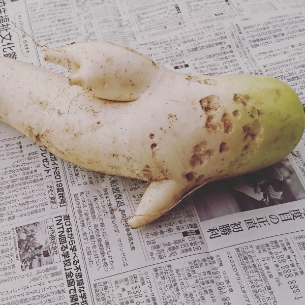 ++5月最後のお野菜便*&その収納*++_e0354456_14482620.jpg