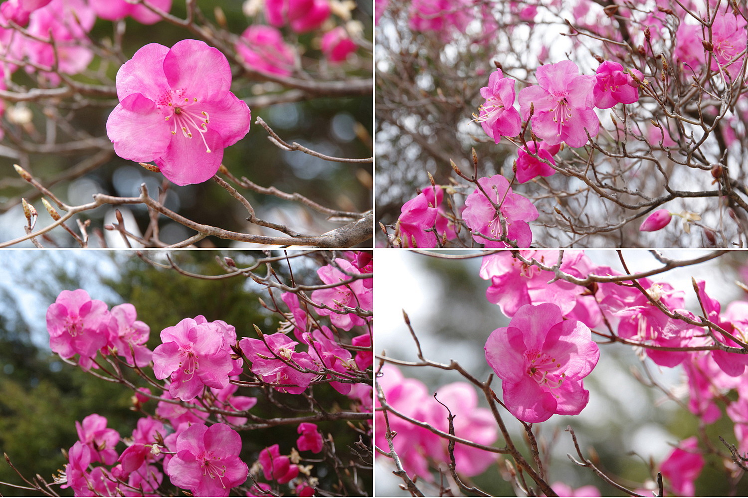 ２０１９．５．２３　栃木県・日光 半月山　アカヤシオ　　　２０１９．６．１ （記）_a0181059_17033774.jpg