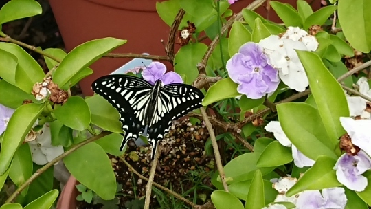 c0328559_16394527.jpg