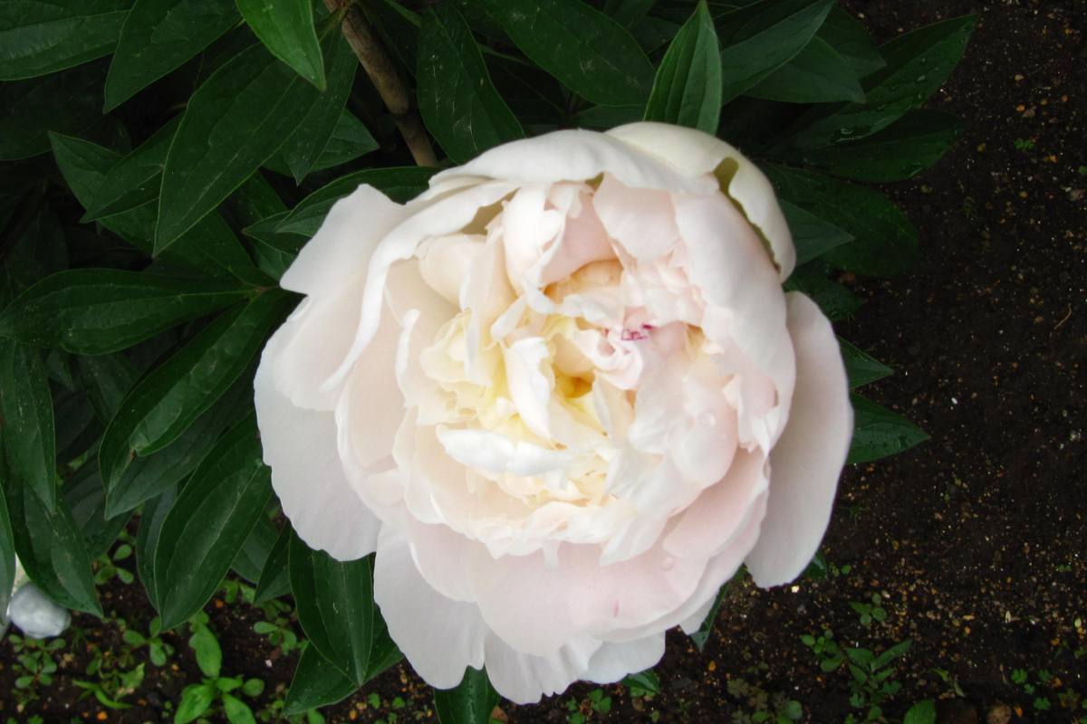 お隣から来た白系芍薬 氷点 雪国の四季を彩る花木たちと