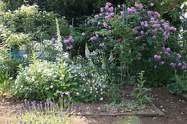 6月になる前に５月の花々を_c0194163_22592633.jpg