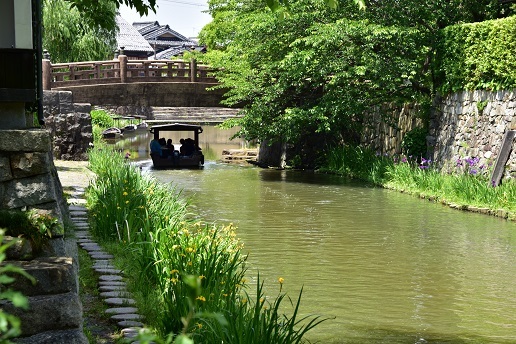 カキツバタの咲く池と日本庭園　　琵琶湖周辺にて_c0303868_04541270.jpg