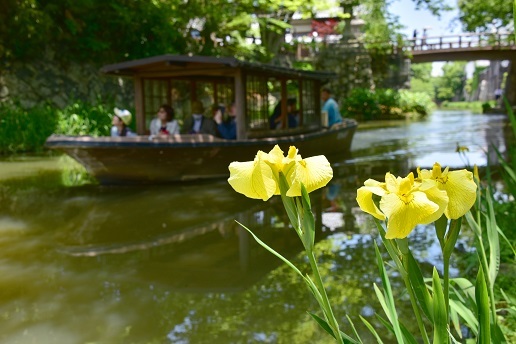 カキツバタの咲く池と日本庭園　　琵琶湖周辺にて_c0303868_04543524.jpg