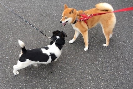 アトリエkotori のほほん柴犬日和 アトリエkotori のほほん柴犬日和