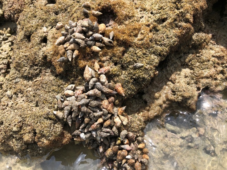 青空ようちえん〔週末〕春の海岸ピクニック(5/5)泳いで!生き物を見つけて!親子でのんびり今年はじめての海遊び_d0363878_23483650.jpg