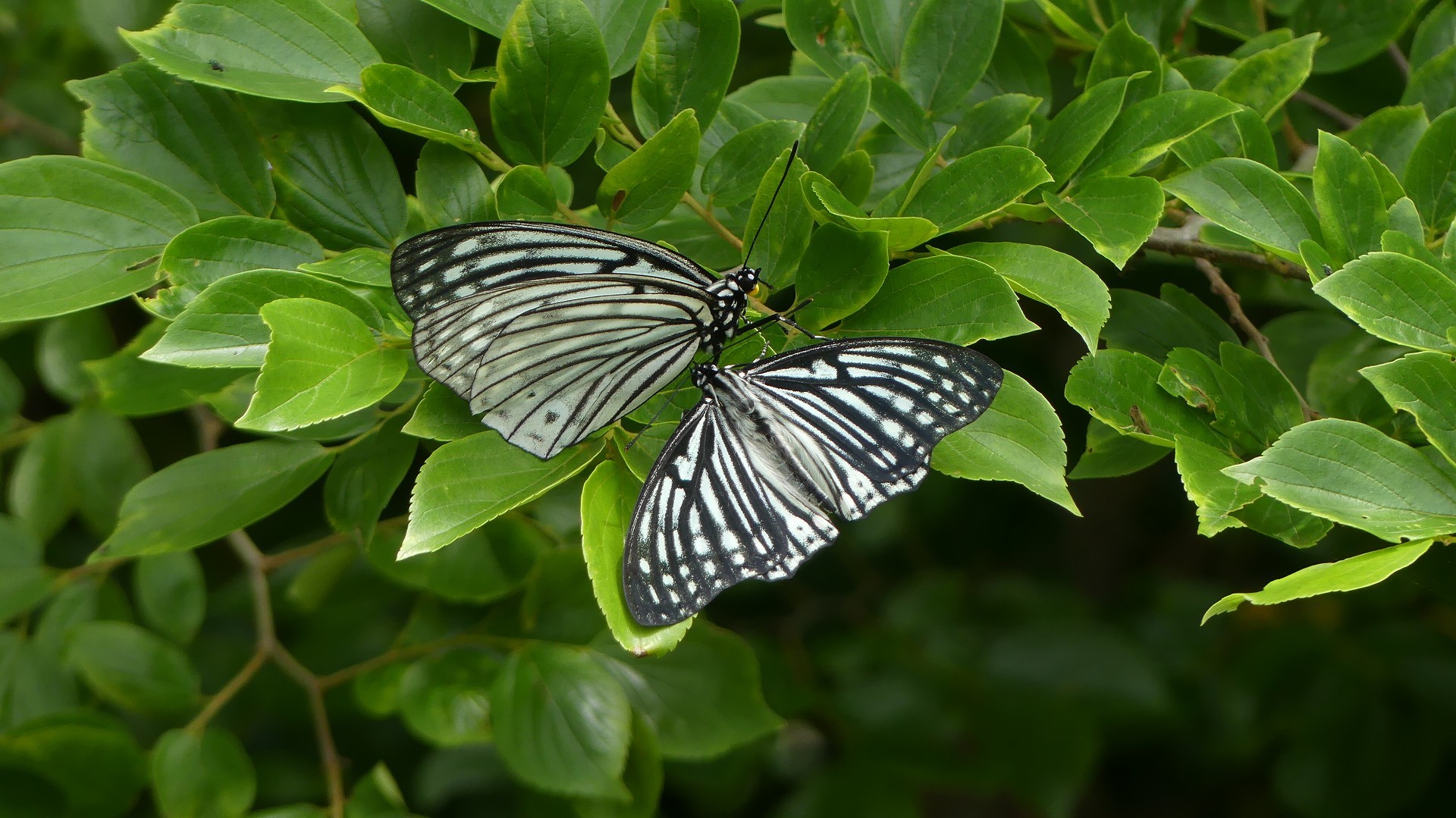 a0185081_11101514.jpg