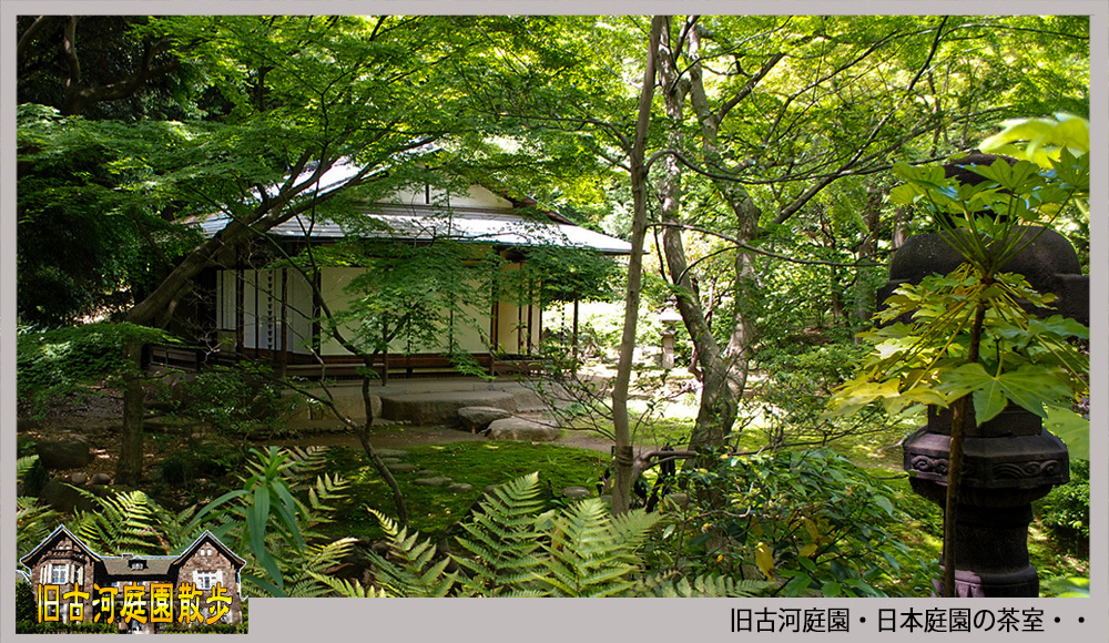 「旧古河庭園」日本庭園の茶室を見学・・_c0009981_11021178.jpg