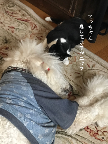 a0216583_23250922.png