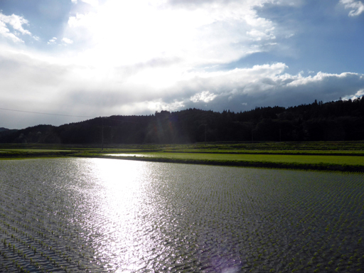 5月下旬の自然農畑_d0366590_07343393.jpg