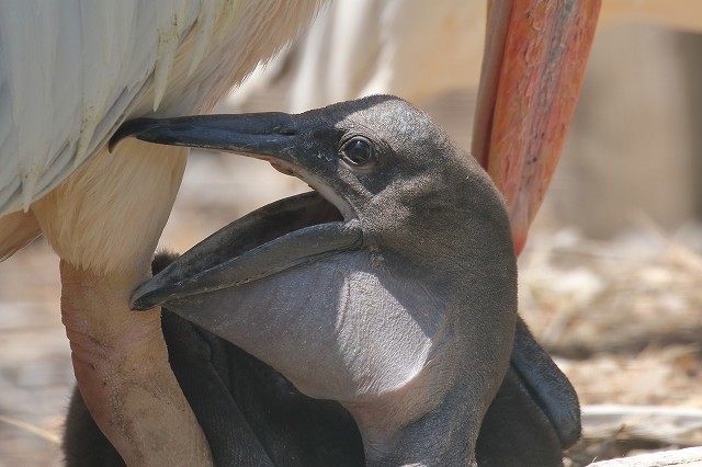 ぶさかわいい この子の親は誰 多摩動物園 旅プラスの日記