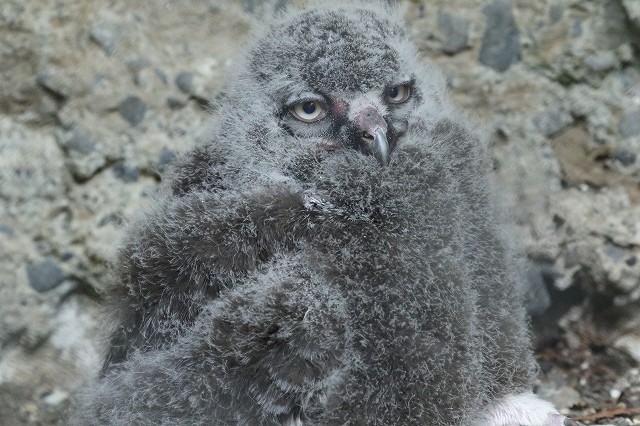 ぶさかわいい この子の親は誰 多摩動物園 旅プラスの日記