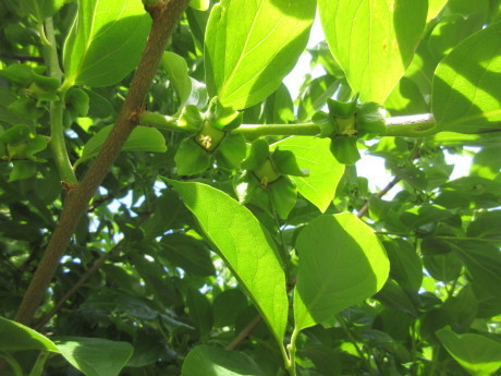 a0203003_16410690.jpg