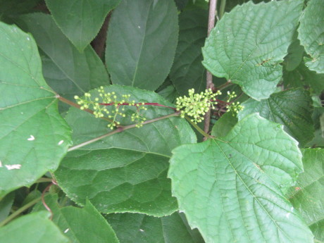 a0203003_16412689.jpg