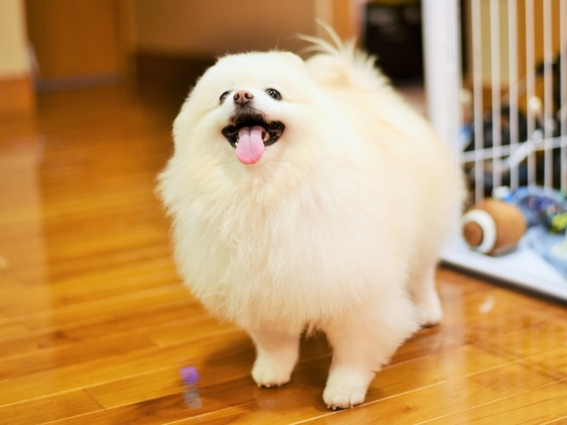 大敵_d0360206_00063992.jpg