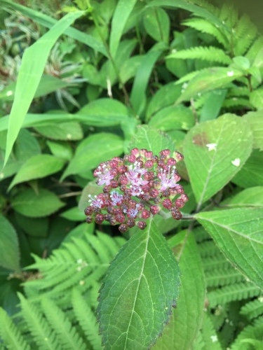 d0078312_05015161.jpeg