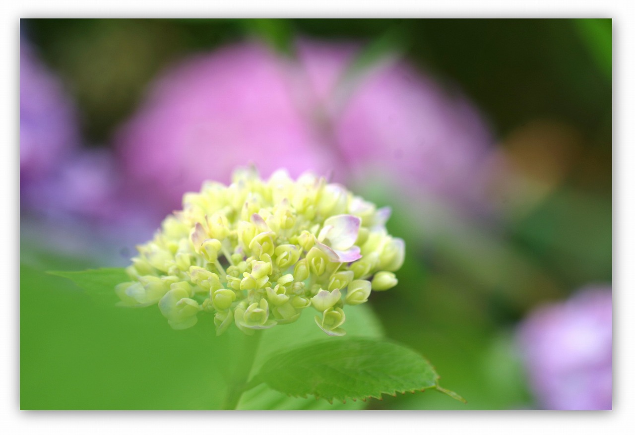 紫陽花が咲く休日_d0147812_16162158.jpg