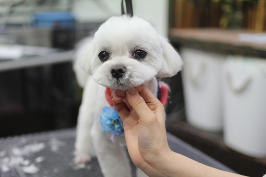 5月３０日ご来店のワンちゃんです！！_b0130018_08321336.jpg