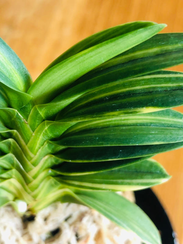 緑彩宝 : □ サムライ オーキッド □ 富貴蘭 セレクトショップ MAIL