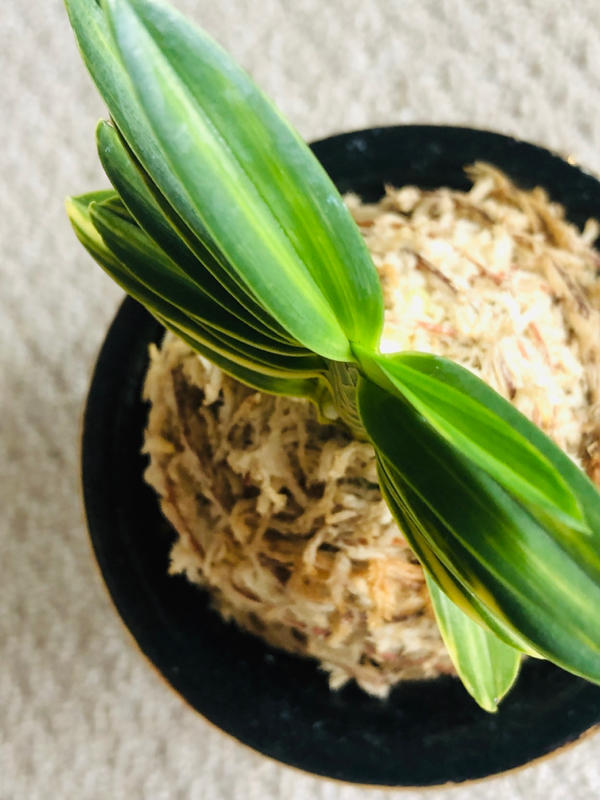 緑彩宝 : □ サムライ オーキッド □ 富貴蘭 セレクトショップ MAIL