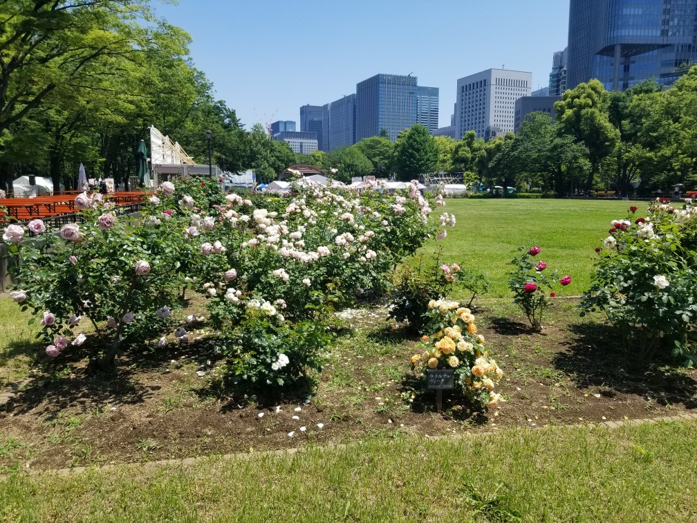 ♪令和★薔薇の香り＆世界に包まれて幸せ_d0162225_20362912.jpg