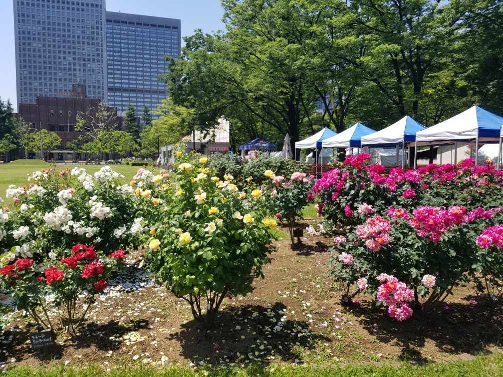 ♪令和★薔薇の香り＆世界に包まれて幸せ_d0162225_20400145.jpg