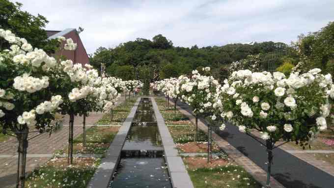 花フェスタ記念公園・2019年春のバラまつり_b0247828_09214318.jpg