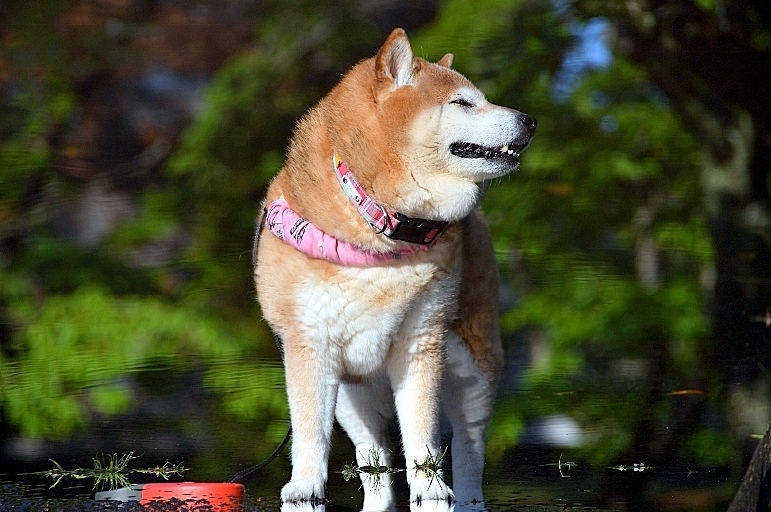 水無月_b0314043_07194210.jpg