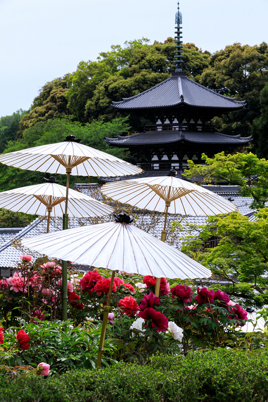 牡丹咲き乱れる當麻寺奥院_f0155048_2340251.jpg