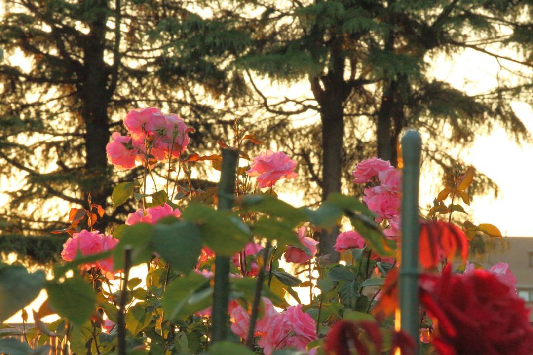 e0403850_17522859.jpg