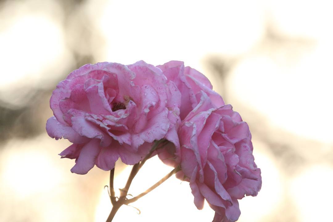 e0403850_17525151.jpg