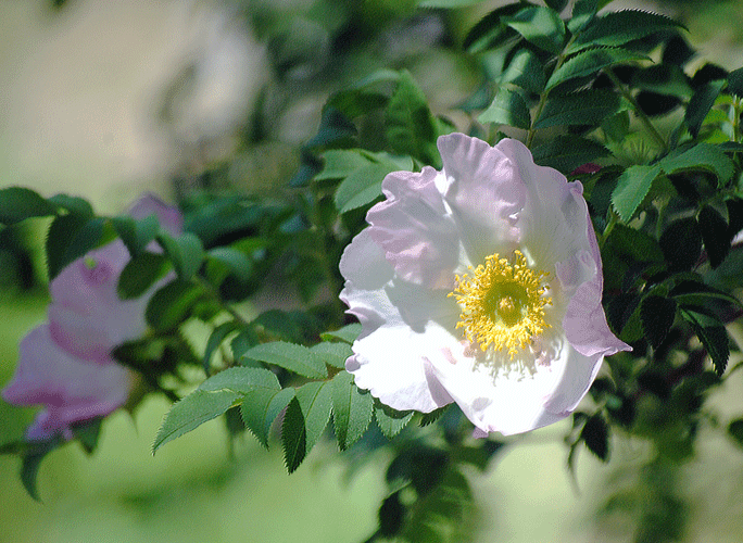a0001354_23544581.gif