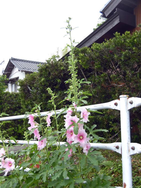 e0024554_19231133.jpg
