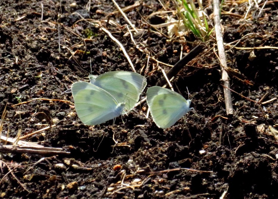 a0018655_09150799.jpg