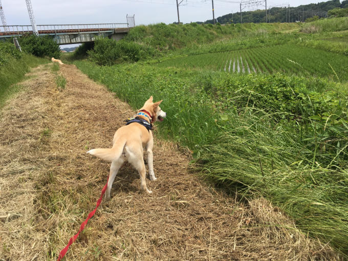 お尻を向ける りょう太のいた家