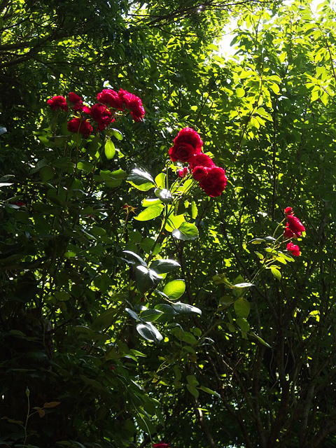 b0006870_03442.jpg
