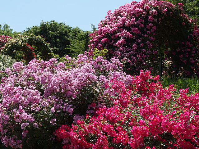 b0006870_044279.jpg