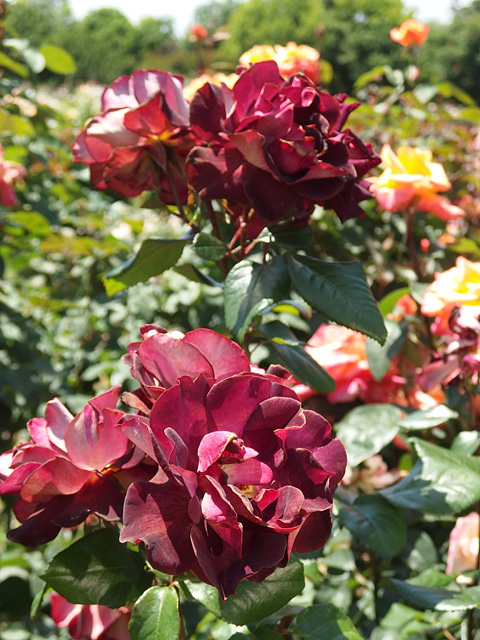 b0006870_074360.jpg