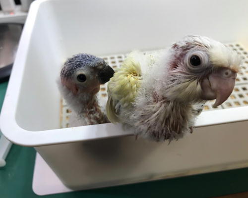 ウロコインコムーンチーク　とゴシキセイガイインコ_f0385970_15564998.jpg