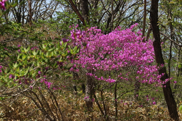 赤城山 ミツバツツジ (2019/5/30撮影)_b0369971_15473237.jpg