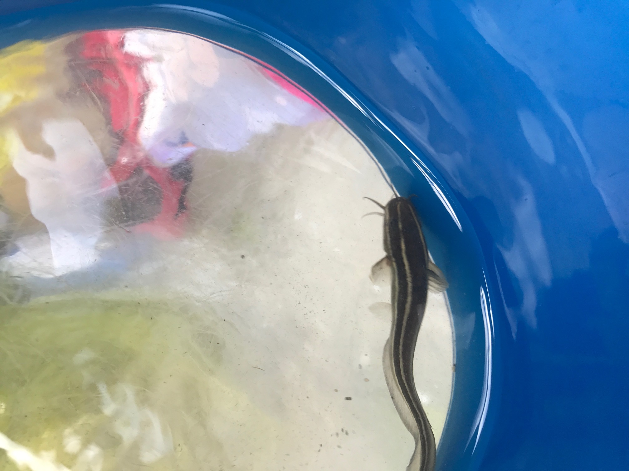 青空ようちえん〔週末〕春の海岸ピクニック(5/5)泳いで!生き物を見つけて!親子でのんびり今年はじめての海遊び_d0363878_00024295.jpg