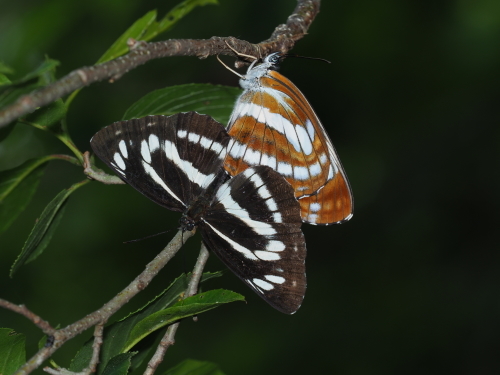 f0348480_17311418.jpg