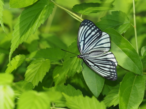 MFのミスジチョウ_f0348480_17330138.jpg