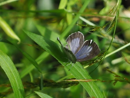 MFのミスジチョウ_f0348480_17410224.jpg