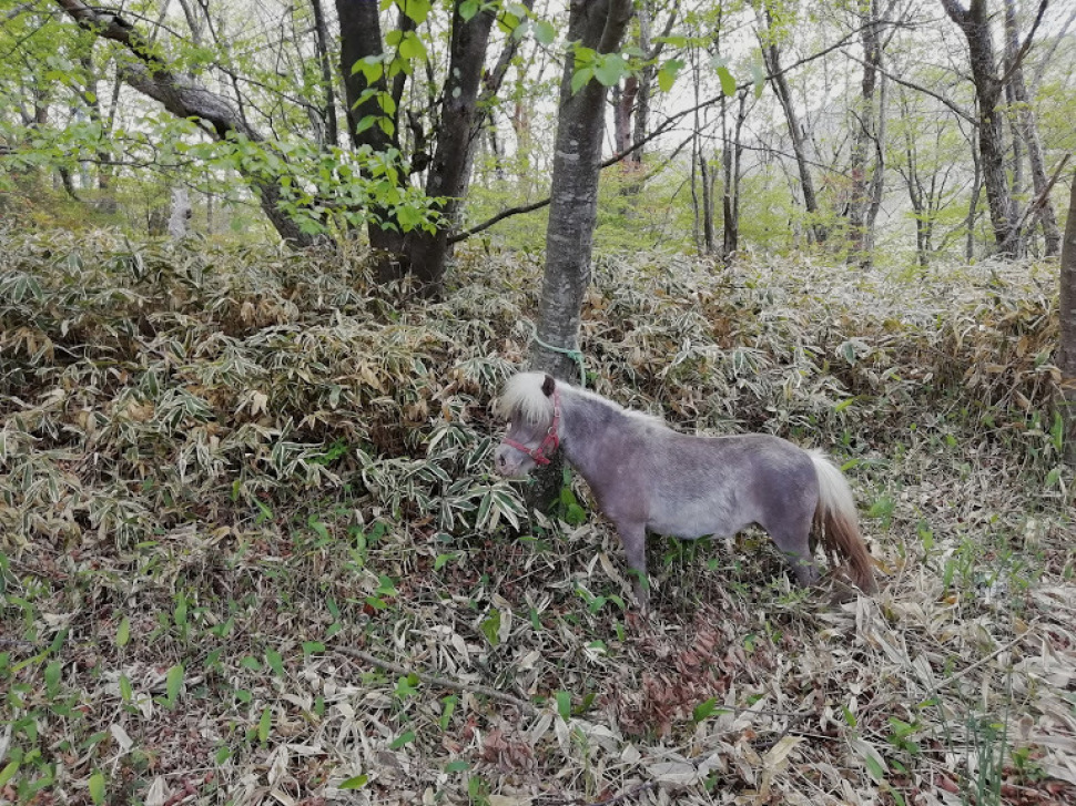 赤城山 動物ふれあいボランテア 空の旅人